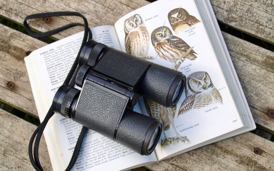 Bird Watching for Beginners: A Journey into the World of Avian Wonders